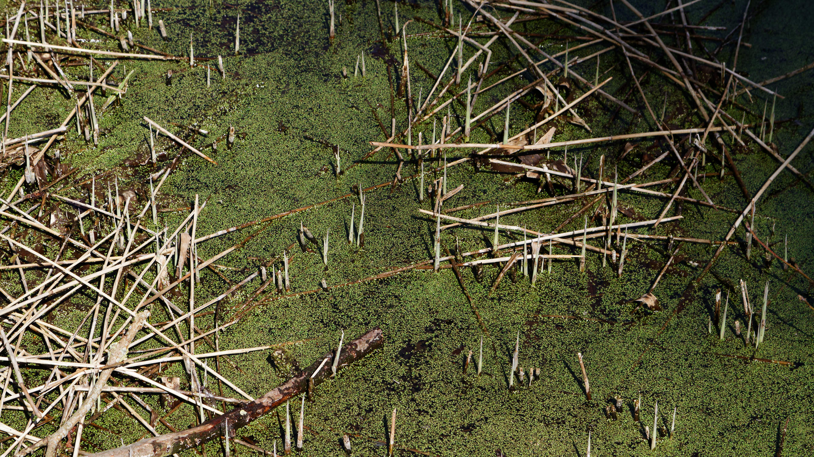 20210420 Lyngby Sø 29